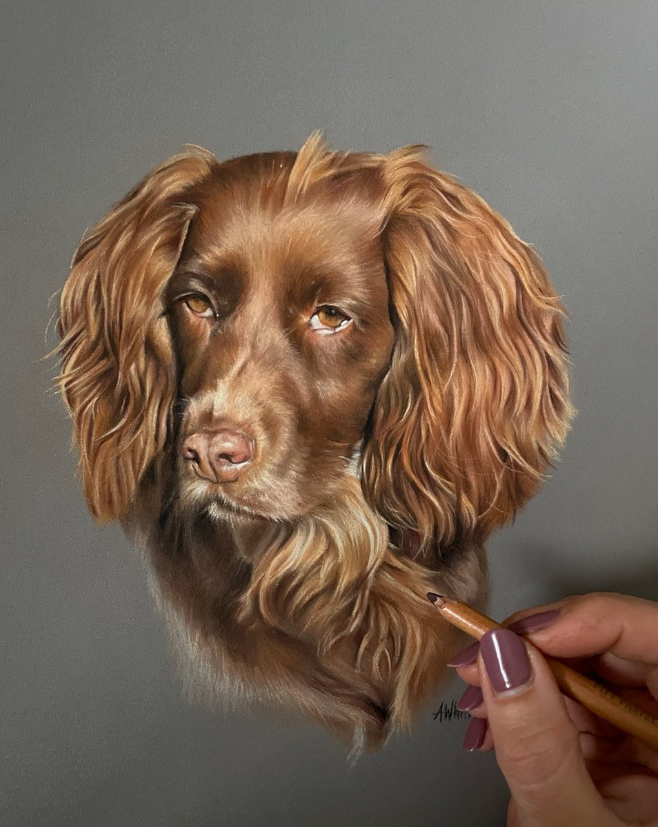 I can’t share much at the moment as obviously Xmas  but I can share the lovely Pip the spaniel ☺️

Hope you like ☺️

#pastelart #portraitartist #petportrait #realism