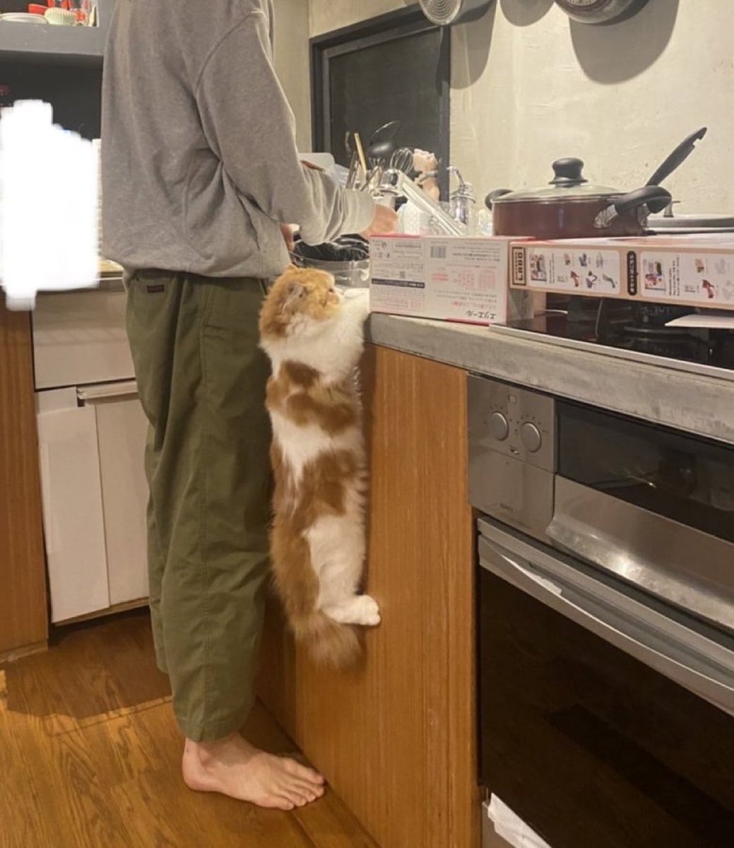 animalkyat's tweet photo. こんな感じで皿洗いの様子を見にきます https://t.co/Mlr4ACyefr