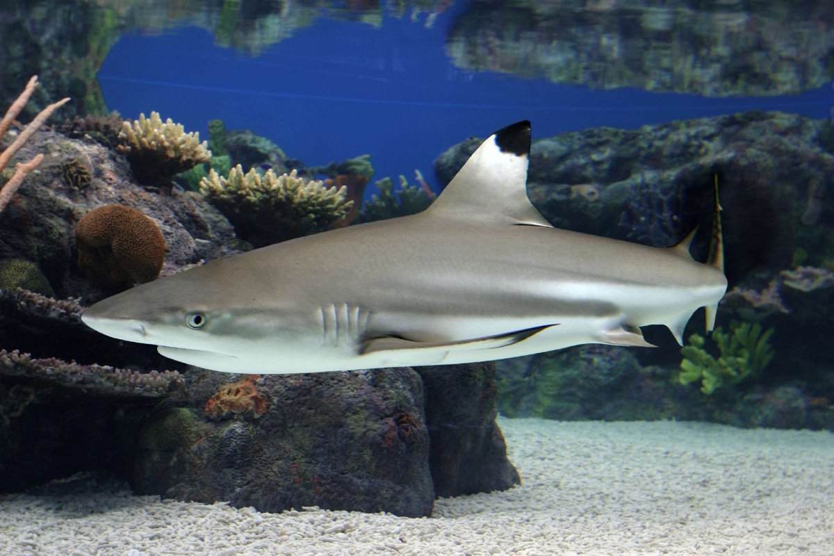 egg4on_'s tweet image. NUMBER 10:  Blacktip Reef Shark

At number 10 we got one of the most underrated sharks. They live in coral reefs and are pretty social, also they seem to be pretty curious about divers and like to chill out with them

#unproblematic goat🙏🔥