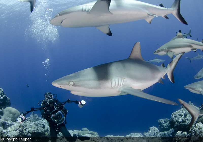 egg4on_'s tweet image. NUMBER 10:  Blacktip Reef Shark

At number 10 we got one of the most underrated sharks. They live in coral reefs and are pretty social, also they seem to be pretty curious about divers and like to chill out with them

#unproblematic goat🙏🔥