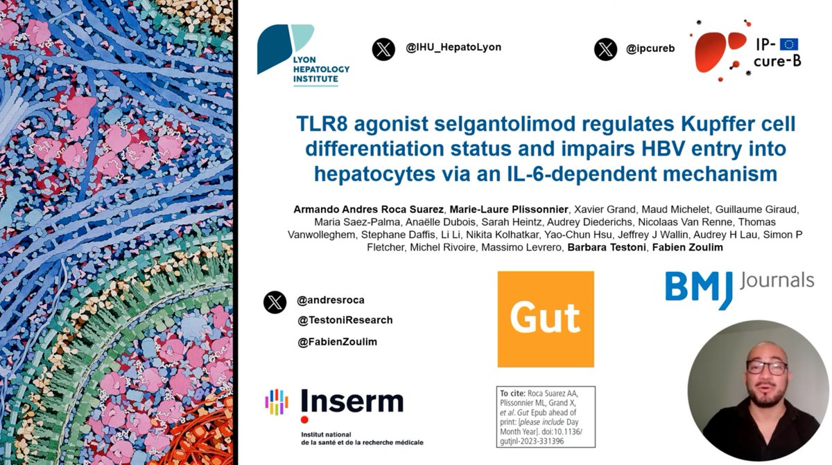 Gut_BMJ's tweet photo. Watch the latest #GUTVideo from the paper by Roca Suarez @andresroca et al entitled

"TLR8 agonist selgantolimod regulates Kupffer cell differentiation status and impairs HBV entry into hepatocytes via an IL-6-dependent mechanism" via

https://t.co/7gJeGSNcSf

Paper via: https://t.co/CX4Lra7cc2

@ipcureb @IHU_HepatoLyon @TestoniResearch @FabienZoulim @MPlissonnier #HBV