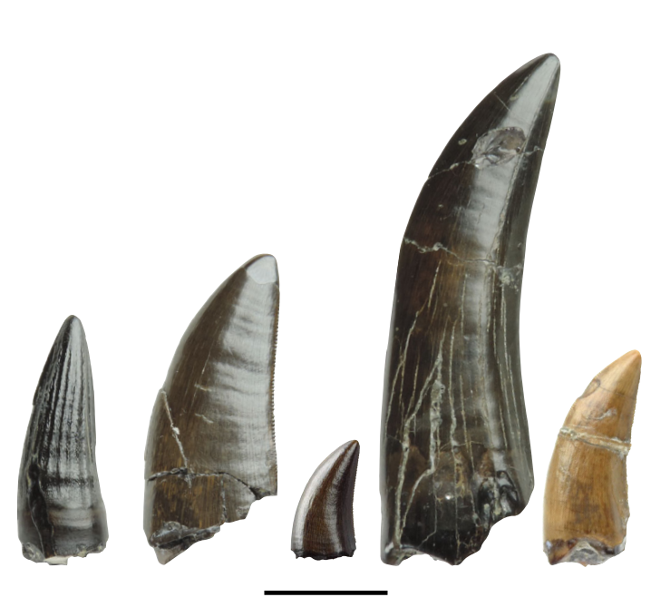 PD_Mocho's tweet photo. New theropod paper by Barker et al. "#Theropod #dinosaur diversity of the lower English Wealden: analysis of a tooth-based fauna from the Wadhurst Clay Formation (Lower #Cretaceous: Valanginian) via phylogenetic, discriminant and machine learning methods"

https://t.co/y1lfA82z01 https://t.co/958X9KLx2j