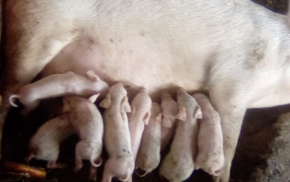 ndanuh_'s tweet photo. We source our pork from the family farm. We know what they eat and where they sleep. 
Clean and healthy 👌  😋
We depend on them just as much as they depend on us 🤍

Call us now on 0741289827 or 0718321803

¼ wet or dry fry @350

📌 Mirema Drive. 
We deliver https://t.co/ogXBiTzYhC