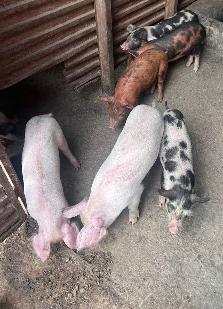 ndanuh_'s tweet photo. We source our pork from the family farm. We know what they eat and where they sleep. 
Clean and healthy 👌  😋
We depend on them just as much as they depend on us 🤍

Call us now on 0741289827 or 0718321803

¼ wet or dry fry @350

📌 Mirema Drive. 
We deliver https://t.co/ogXBiTzYhC