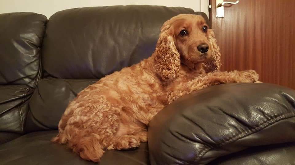 Milly - Golden Bloom Gal tweet media