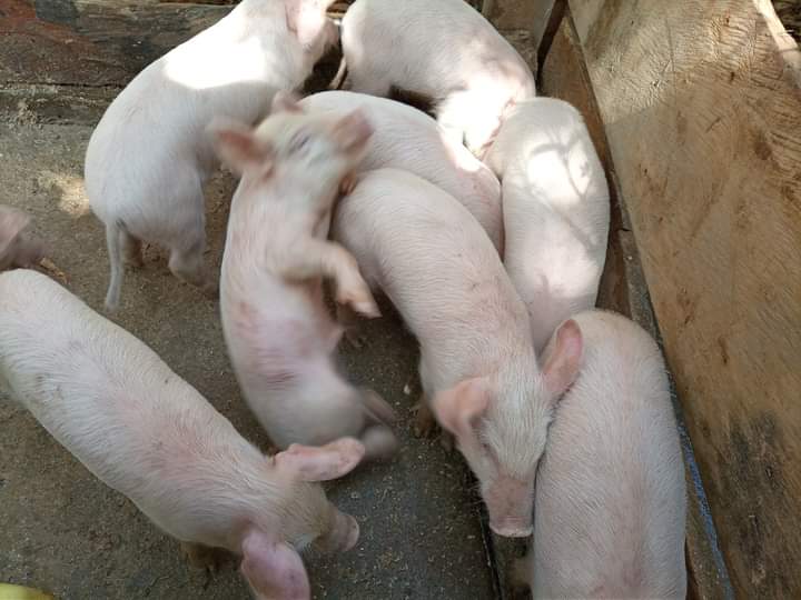 ndanuh_'s tweet photo. We source our pork from the family farm. We know what they eat and where they sleep. 
Clean and healthy 👌  😋
We depend on them just as much as they depend on us 🤍

Call us now on 0741289827 or 0718321803

¼ wet or dry fry @350

📌 Mirema Drive. 
We deliver https://t.co/ogXBiTzYhC