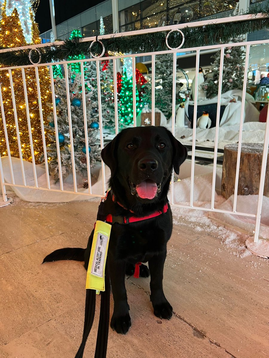 We love seeing our dogs in training on their festive public access sessions and Sherlock had a really successful trip to <a href="/centremk/">centre:mk</a> last week.

He practised settling, going in lifts and walking around the Christmas display without being too distracted. He even tried out his jacket