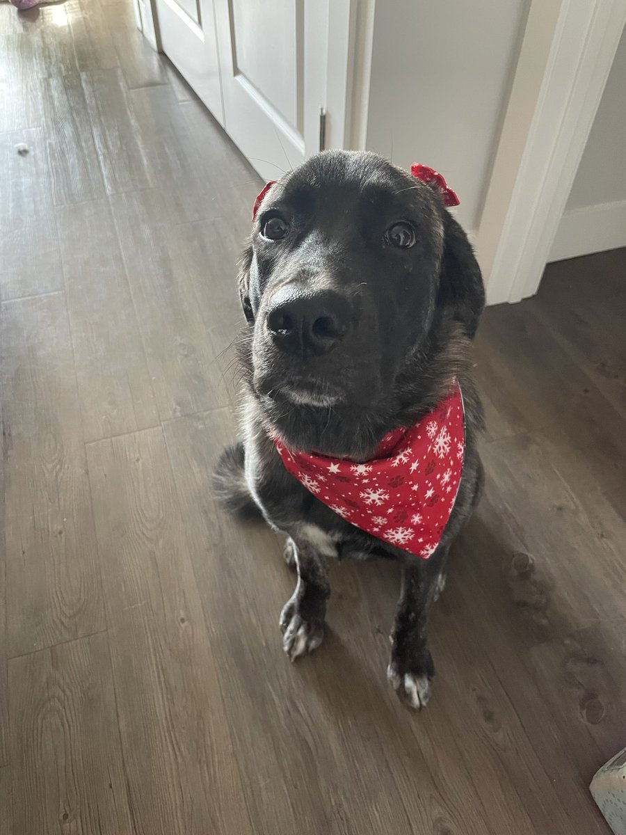 MeganKalinowski's tweet photo. We’re still working on those puppy eyes but she’s festive for the season https://t.co/wyr5hCVN5G