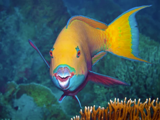 FrontMarineSci's tweet photo. On the first day of Fishmas the ocean gave to me, a Parrotfish in a pear tree!🎄Santa's reindeer may have the skies, but Parrotfish bring colour to our coral reefs like Christmas lights under the sea! 🌈 #12DaysOfFishmas #FrontiersInMarineScience https://t.co/WV1WaruBUy