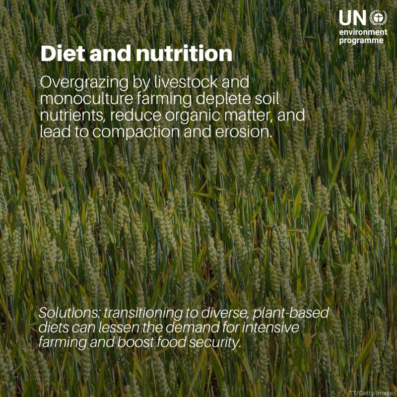 UNEP's tweet photo. For every reason soil health is declining—be it drought, land degradation, or pollution—there are countless reasons to protect it.

This #WorldSoilDay and every day, let’s restore and and safeguard the foundation of life on Earth, #ForPeopleForPlanet.
