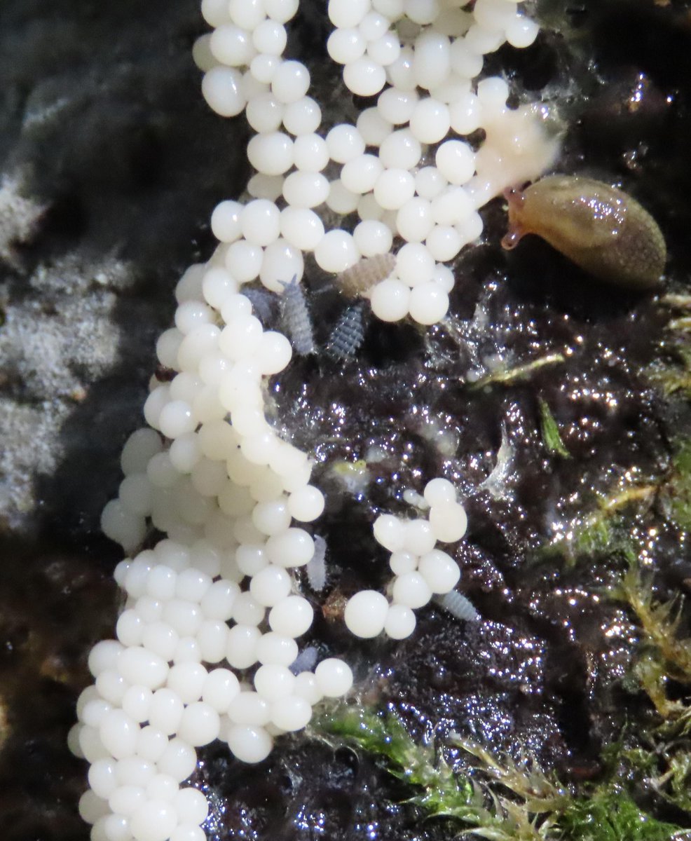 donnarainey4's tweet photo. #slimemold being consumed by a #slug &amp; lots of #Springtails #tinyworlds https://t.co/fZNzbZKVqC