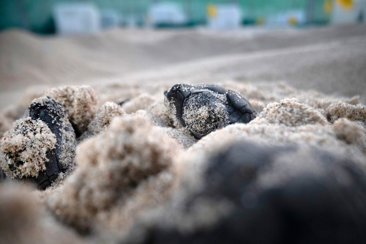 In our latest feature, learn about a decades-long conservation program for Kemp's ridley sea turtles, and the myriad challenges it faces from habitat destruction,  climate change, and more: bit.ly/4g02AB1 

✍️ &amp; 📷 Lauren Owens Lambert