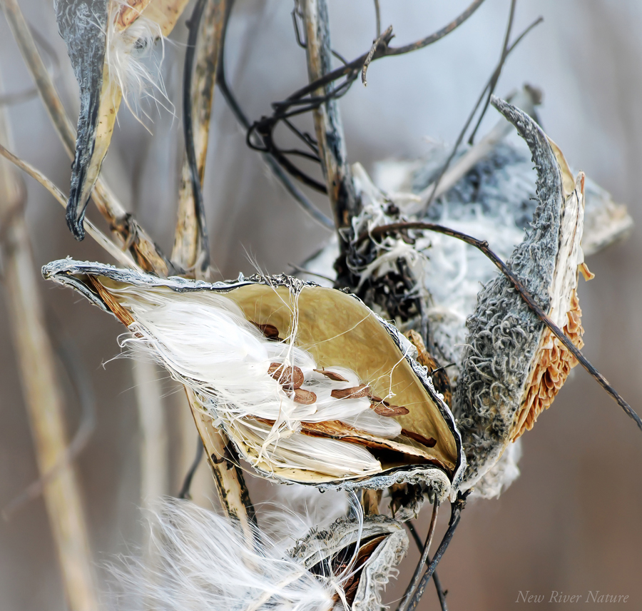 KerriFar's tweet photo. "This very moment is a seed from which the flowers of tomorrow's happiness grow." ~ Margaret Lindsey - #Milkweed #SeedPod #NewRiverNature #naturelovers  #NaturePhotography https://t.co/dmnhNNnSv1