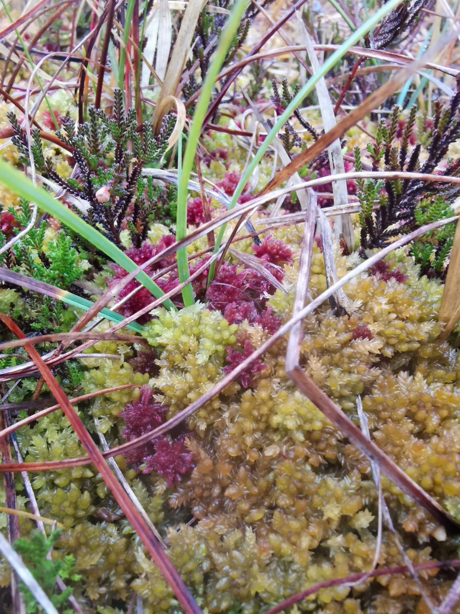 IUCN UK Peatlands tweet media