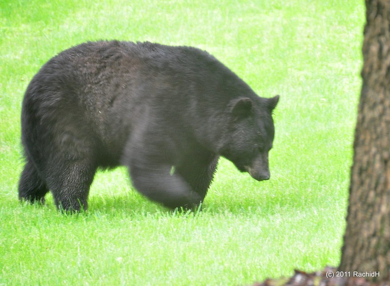 rachidH's tweet photo. #AmericanBlackBear #BlackBear #Ursus #Uamericanus #Ours #Oursnoir_d_Amérique  #Baribal #MyYard #Sparta #NJ #NewJersey

Rachid H shared a photo with you from the Flickr app! Check it out:
https://t.co/nBB51ZbNOd https://t.co/yGpV3K89iH