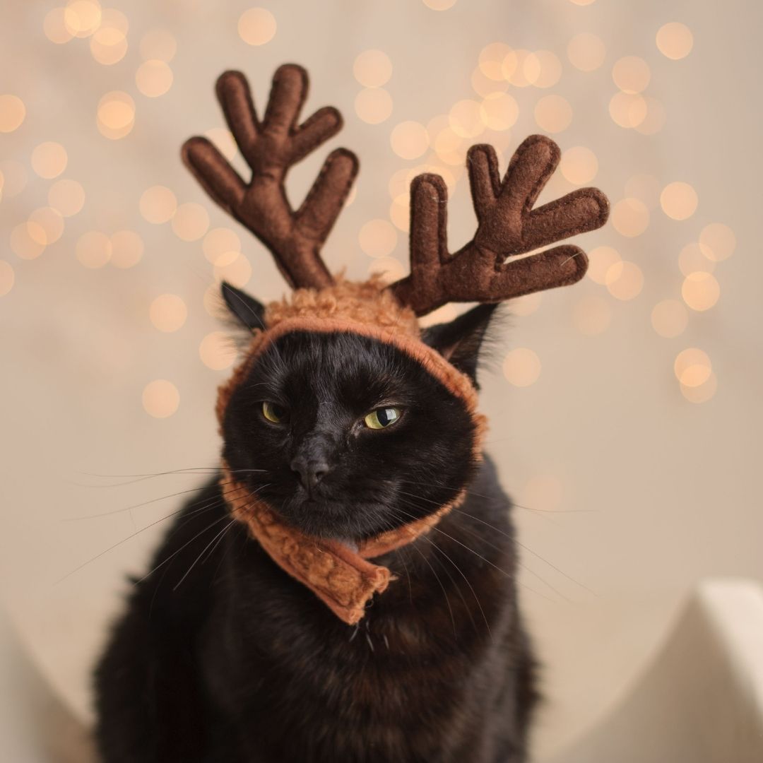 FeliwayUS's tweet photo. It's the most wonderful time of the year! The Christmas season is upon us, and preparations are underway 🎁 Make sure you stock up on all FELIWAY essentials to gift to your loving pet this year! https://t.co/dsEHZlEbKg