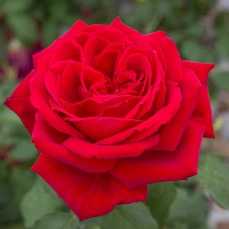 cito_ramon's tweet photo. @beatriz_ani Buenos días 🌞☀️ mi Corazón ♥️ https://t.co/F3zspw9Ncx