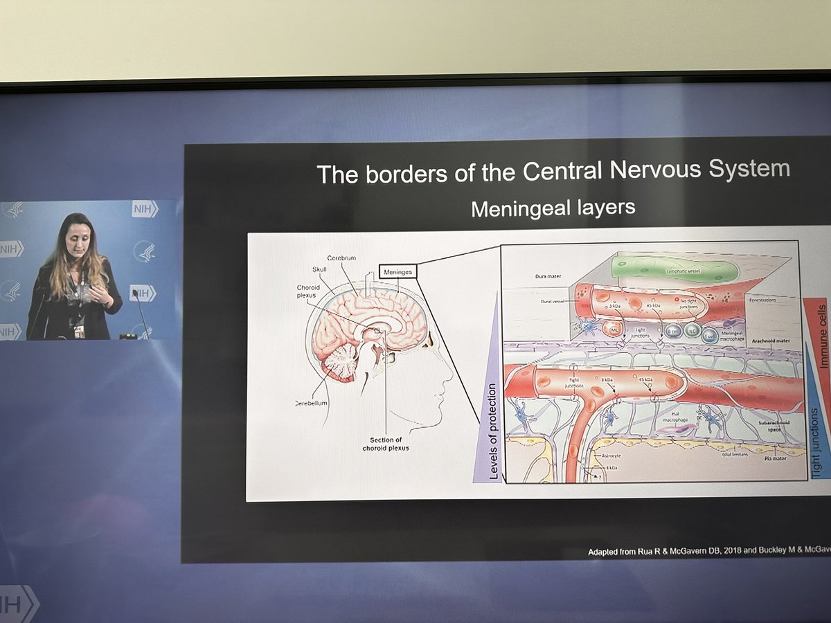 Nothing more rewarding than seeing the progress and success of your former students! <a href="/NZanluqui/">Nagela Ghabdan Zanluqui</a> just gave a fantastic talk while receiving the Norman P. Salzman Memorial awards at the <a href="/NIH/">NIH</a> <a href="/FNIH_Org/">Foundation for the National Institutes of Health</a> ! Congratulations Nage ….you deserve it all! 🎉👏🍾🍾👏👏🎉🎉#neuroimmunology