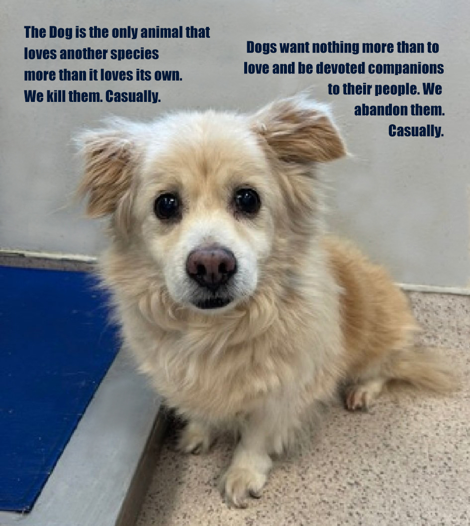 EASpenser's tweet photo. 17— 17!! — dogs added to #NYCACC's public #AvailableForAdoption website today.
#NYC, this isn't sustainable.
SAVE A #ShelterPet'S LIFE!
#Spay/#Neuter your pets!
#BeResponsibleOwners — #DontAbandonYourPets
#BanBackyardBreeding
#ShelterPetsDay https://t.co/Pi9k82ayp6