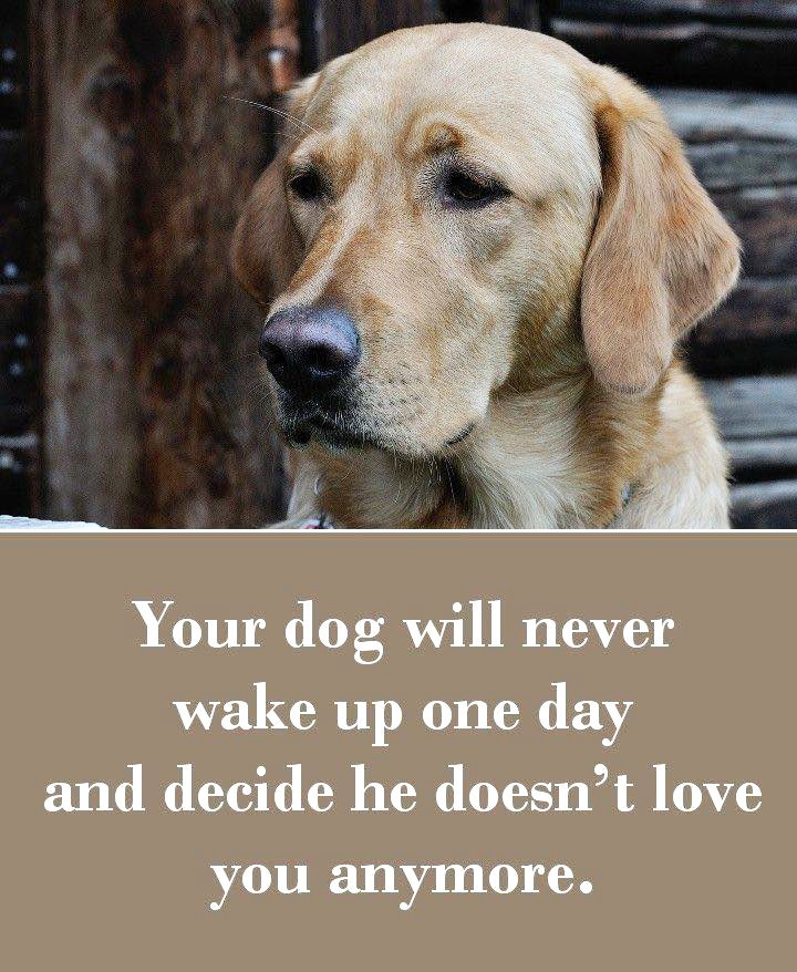 EASpenser's tweet photo. 17— 17!! — dogs added to #NYCACC's public #AvailableForAdoption website today.
#NYC, this isn't sustainable.
SAVE A #ShelterPet'S LIFE!
#Spay/#Neuter your pets!
#BeResponsibleOwners — #DontAbandonYourPets
#BanBackyardBreeding
#ShelterPetsDay https://t.co/Pi9k82ayp6