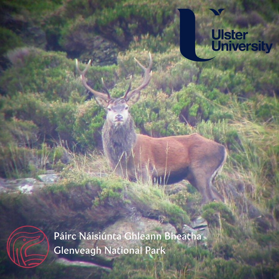 Glenveagh National Park (@glenveagh_np) on Twitter photo Glenveagh National Park are delighted to promote a PhD collaboration with <a href="/UlsterUni/">Ulster University</a> on examining the social and ecological implications of the new deer management strategies implemented in <a href="/Glenveagh_NP/">Glenveagh National Park</a>
Follow the link below for more details:
ulster.ac.uk/doctoralcolleg… Glenveagh National Park are delighted to promote a PhD collaboration with <a href="/UlsterUni/">Ulster University</a> on examining the social and ecological implications of the new deer management strategies implemented in <a href="/Glenveagh_NP/">Glenveagh National Park</a>
Follow the link below for more details:
ulster.ac.uk/doctoralcolleg…