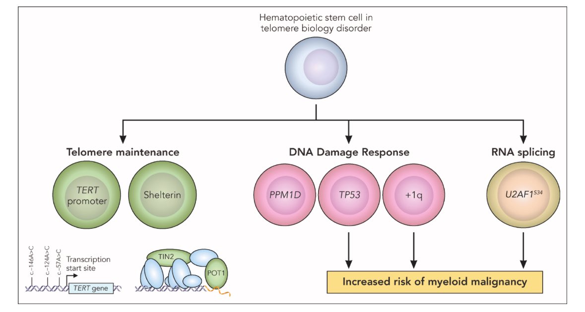 Emma M. Groarke (@emmamgroarke) on Twitter photo A nice commentary in this issue of <a href="/BloodJournal/">Blood Journal</a> for our paper looking at the role of #ClonalHematopoiesis in #TBD from <a href="/Chris_R_Reilly/">Chris Reilly</a> and <a href="/myllymaki_mikko/">Mikko Myllymäki</a> - a somatic symphony; telomeres and CH! ashpublications.org/blood/article/… <a href="/fergutierrezro1/">Fernanda Gutierrez-Rodrigues</a> <a href="/SharonSavageMD/">Sharon A. Savage, M.D.</a> ashpublications.org/blood/article/… A nice commentary in this issue of <a href="/BloodJournal/">Blood Journal</a> for our paper looking at the role of #ClonalHematopoiesis in #TBD from <a href="/Chris_R_Reilly/">Chris Reilly</a> and <a href="/myllymaki_mikko/">Mikko Myllymäki</a> - a somatic symphony; telomeres and CH! ashpublications.org/blood/article/… <a href="/fergutierrezro1/">Fernanda Gutierrez-Rodrigues</a> <a href="/SharonSavageMD/">Sharon A. Savage, M.D.</a> ashpublications.org/blood/article/…