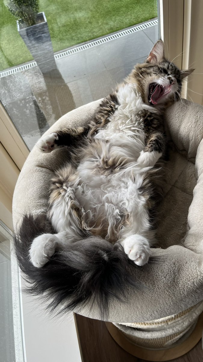 PauldeGraauw's tweet photo. @ShouldHaveCat https://t.co/1odMUwHWFD