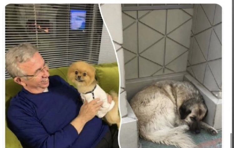 Emrahmixx's tweet photo. Cumhurbaşkanlığı Senfoni Orkestrası Konser Yapacak Diye Mansur Yavaş Çevredeki Tüm Köpekleri Toplatmış.
Adama Bahane Lazım Köpekleri Yok Etmek İçin.
Soldaki Cins Köpekle Fotoğraf Paylaşıp Oy Kazandı,
Şimdide
Sağdaki Garibanları Teker Teker Yok Ediyor.
Tez zamanda ALLAHIM 🙏
#SokakHayvanlarıSahipsizDeğildir #aymyasayıiptalet @herkesicinCHP @eczozgurozel
