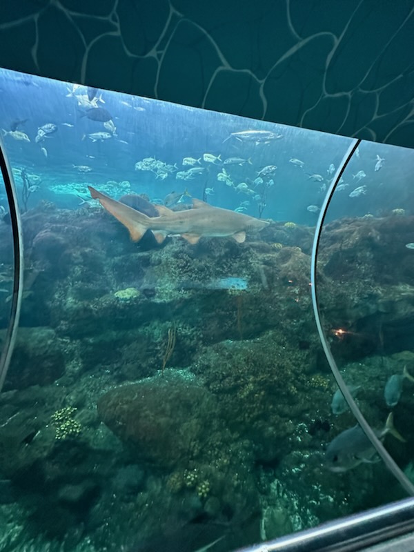 Thomasstank's tweet photo. Waiting for the game tonight in Tampa Bay.  Here at the aquarium is sharks territory @SanJoseSharks @sharkvoice https://t.co/WFcVZiA5mC