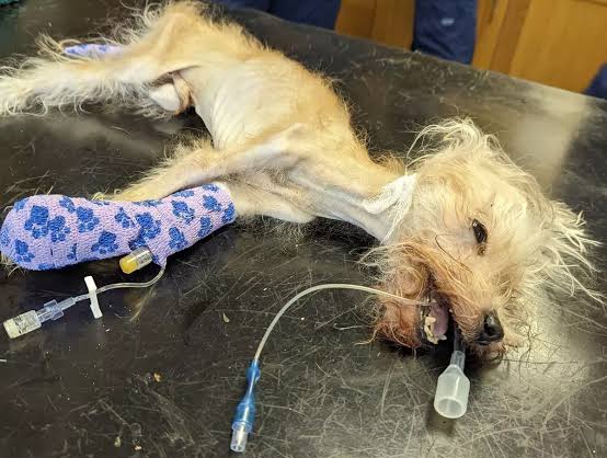WHYKAY360's tweet photo. Ulcer don catch patient dog 😩 https://t.co/poJJy9Z5n7