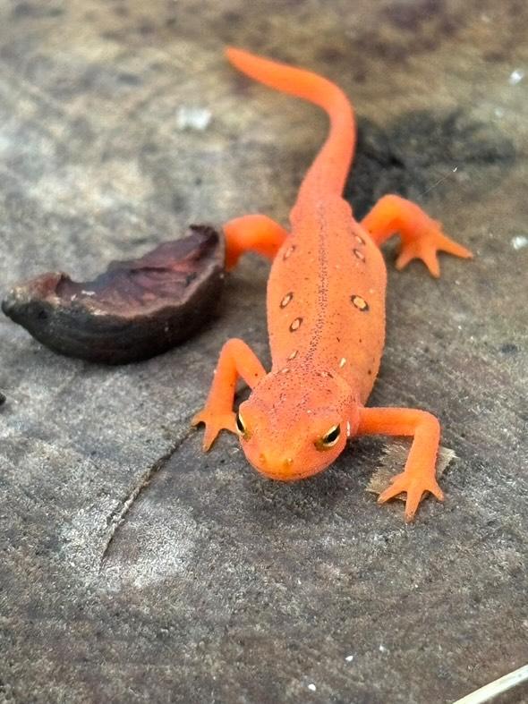 AllSaintsCamp's tweet photo. Thanks to Julian Burgan for the Best of #ASC2024 Wildlife Edition™️ 📸 https://t.co/gDj9Mlez9C