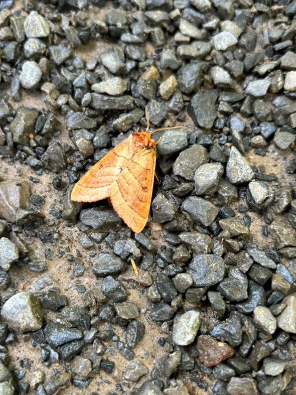 AllSaintsCamp's tweet photo. Thanks to Julian Burgan for the Best of #ASC2024 Wildlife Edition™️ 📸 https://t.co/gDj9Mlez9C