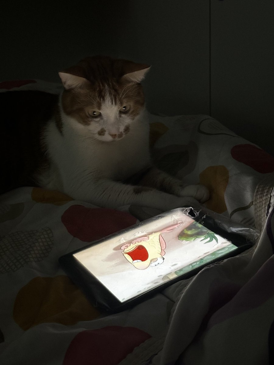 OzgeeDogann's tweet photo. Kedimi yanlışlıkla tablete alıştırdım, sürekli tablet istiyo🤭 https://t.co/65IcZBWv9R