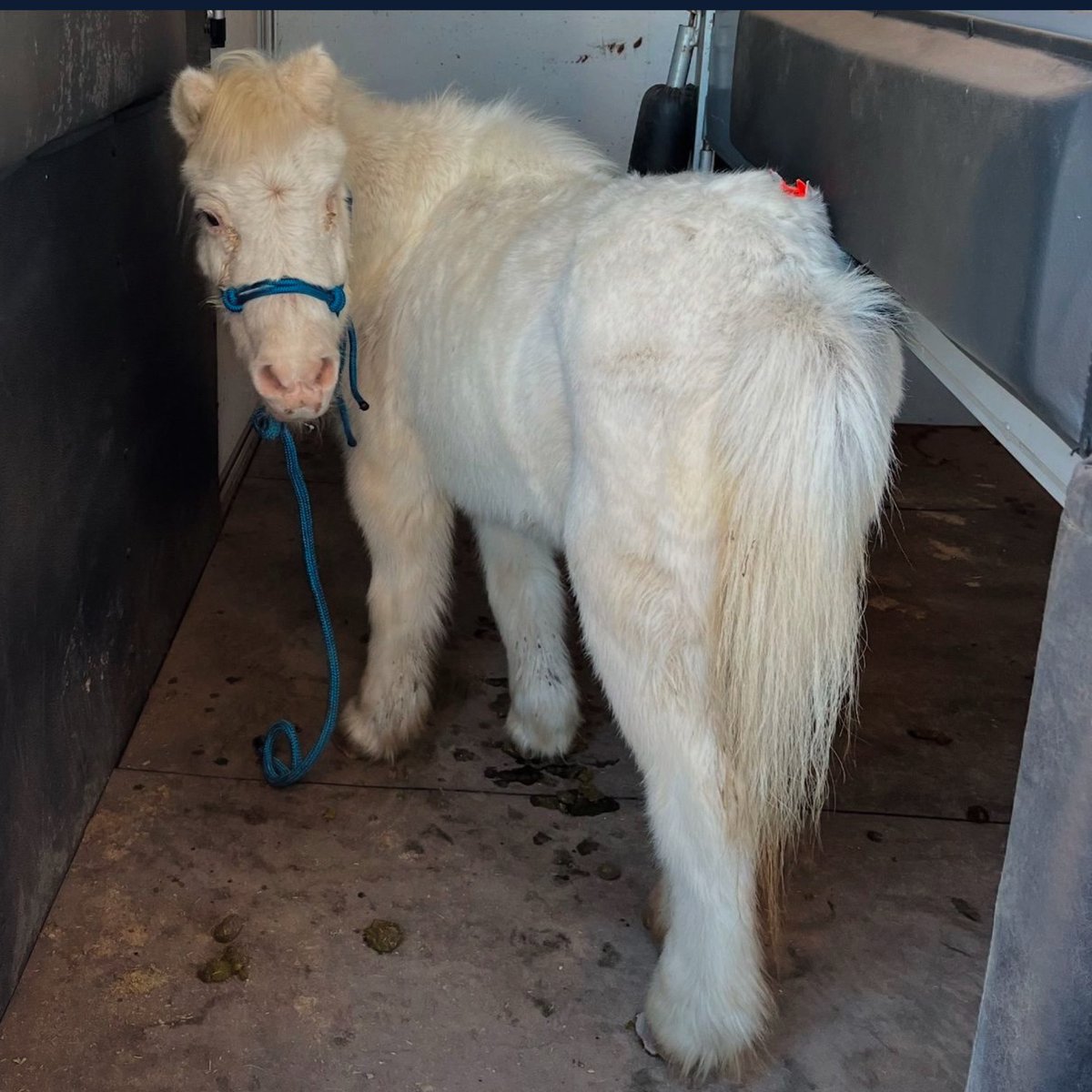 skydogsanctuary's tweet photo. Mabel needed a friend to travel with to #Skydog. A battered, one-eyed, senior #minipony with a tag on her butt at the #killpen grabbed our hearts. Our 1st mini-pony is coming to Malibu where #minimule Boots is waiting for someone his own size to love βοΈπ€ #GivingTuesday2024 https://t.co/gxAuuP13ls