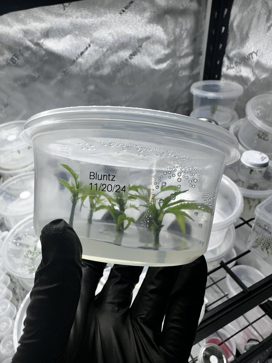 Runtz X Blue Power - 2 weeks in shoots. Transfer soon 🛫