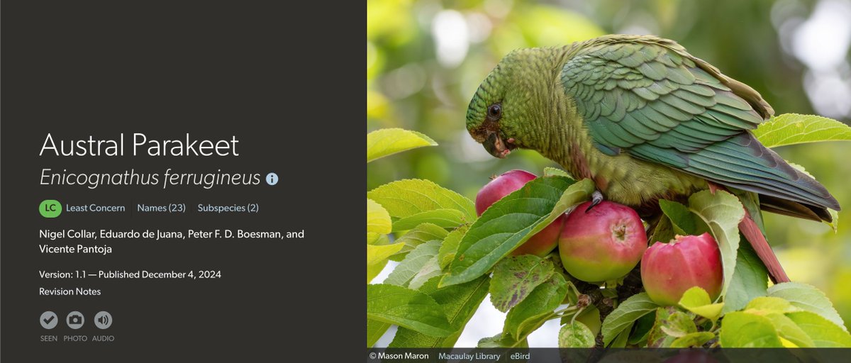 Birds of The World: The Cornell Lab (@birdsoftheworld) on Twitter photo Prey of the Chilean Hawk, the Austral Parakeet has the southernmost distribution of any American parrot. As of 2020, the species has a record copulation time of 126 seconds 😳
Visit BOW for more recent updates on this species in partnership with <a href="/ROC_CL/">redobservadores</a>!
buff.ly/41lNn8P Prey of the Chilean Hawk, the Austral Parakeet has the southernmost distribution of any American parrot. As of 2020, the species has a record copulation time of 126 seconds 😳
Visit BOW for more recent updates on this species in partnership with <a href="/ROC_CL/">redobservadores</a>!
buff.ly/41lNn8P