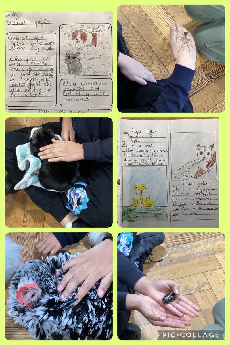 elms_five's tweet photo. Children had a fantastic workshop with Eden Oasis. They had an opportunity to handle and learn about some amazing creatures #enrichment https://t.co/pJRZR66RFj