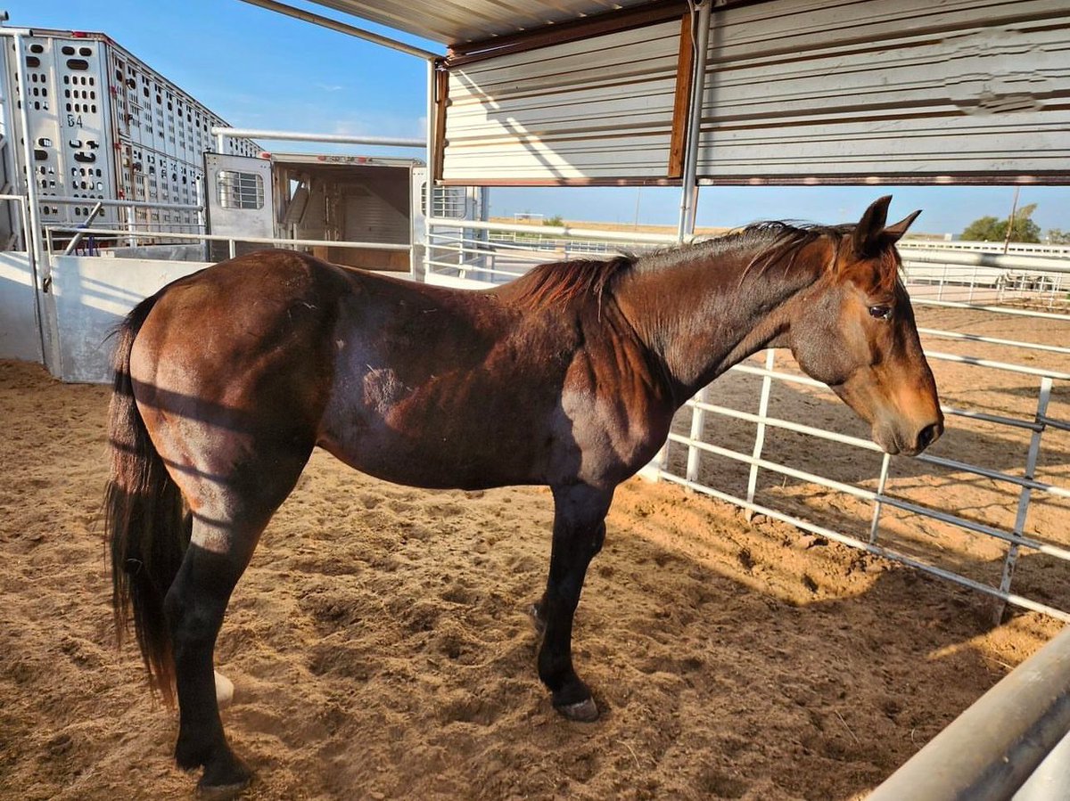 skydogsanctuary's tweet image. The Sale Authority of @BLMNational dumped Cavalier into a Texas #killpen. This vibrant, strong #SouthSteens OR band #stallion was found emaciated, disorientated, and terrified. He was the last save of the day thanks to our #givingtuesday 2024 #donors.
