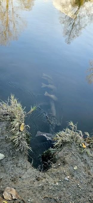 The Ridge tweet media