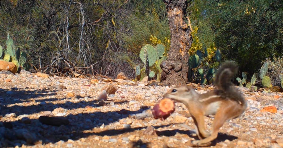 Gracias a nuestros voluntarios de FotoFauna, acabamos de superar las 4,000 listas de especies enviadas desde el comienzo del proyecto en 2020! Cada lista informa sobre una cámara de alguien en las #IslasDelCielo y las especies observadas en un mes. ow.ly/V0RR50UlSQ5