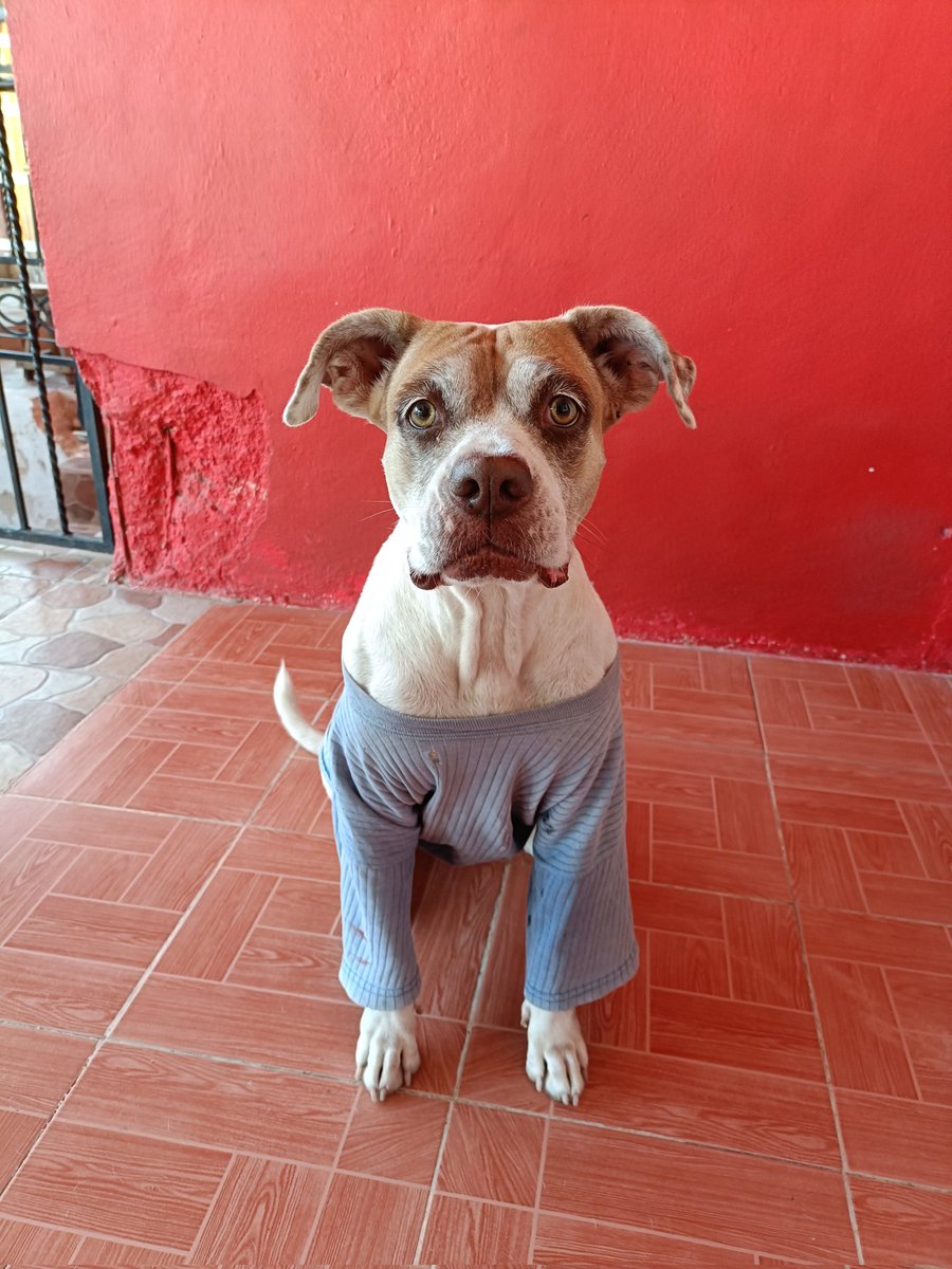 MarcoCibaja's tweet photo. Temporada de perros con camisa. 🥶❄️☃️ https://t.co/oYqPsf8H1g