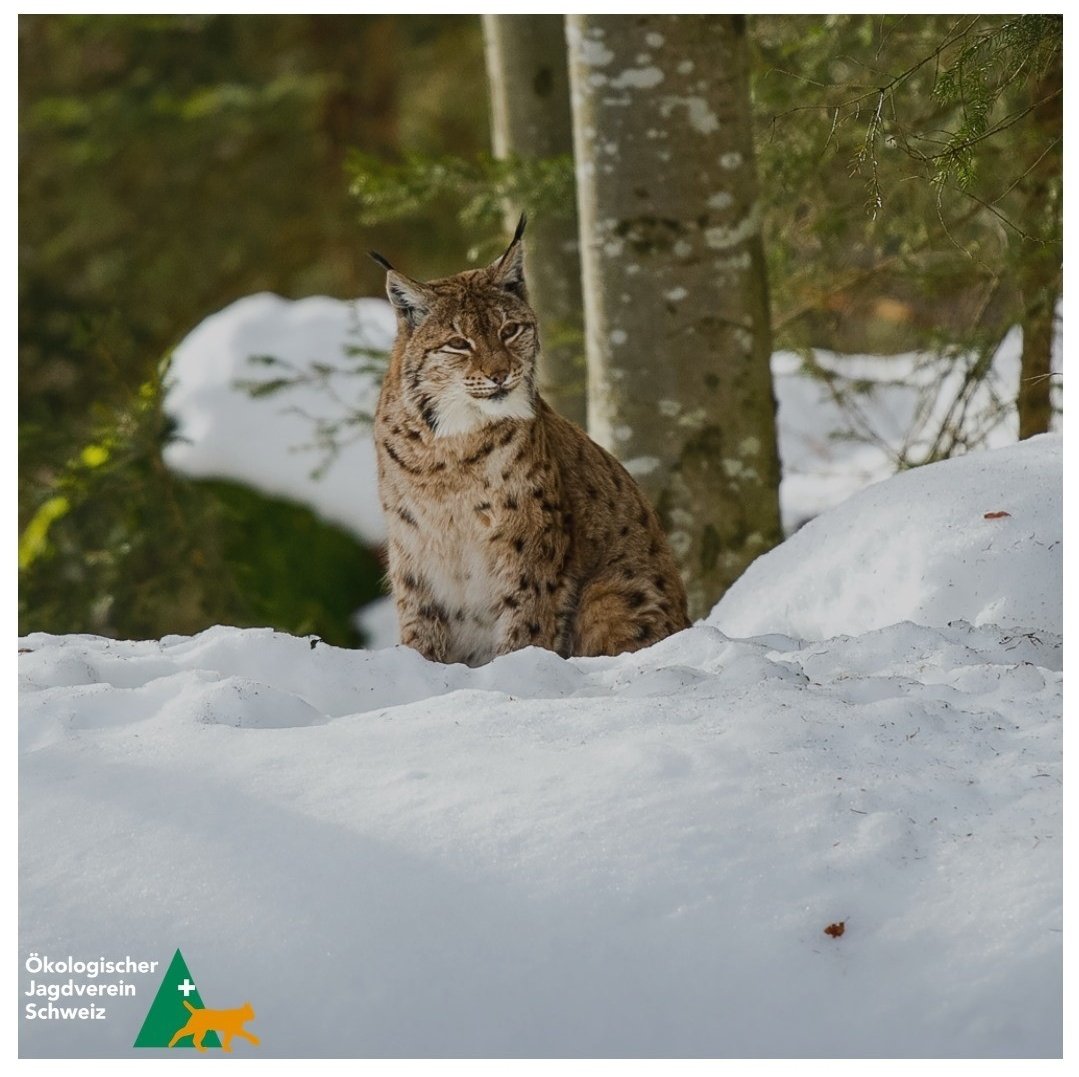 OEJV Schweiz tweet media