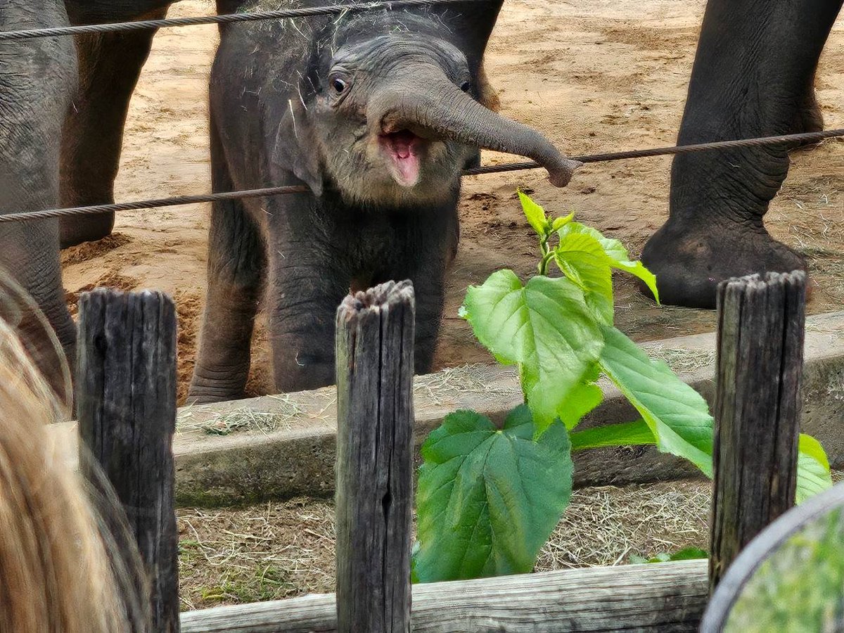 Kirby says hello to all the new visitors 🤗🐘

#TrunkStaysUp #KirbyKrew  <a href="/houstonzoo/">Houston Zoo</a>