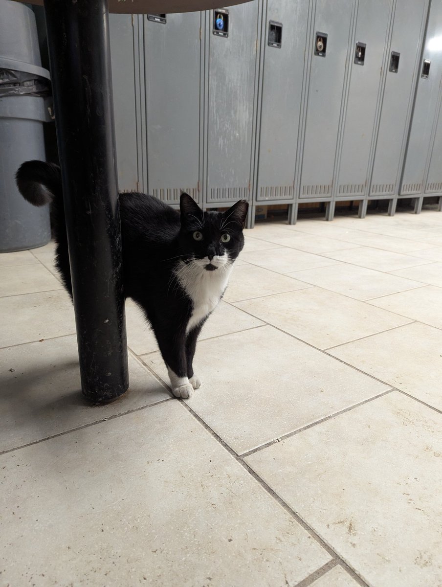 RevMind7527's tweet photo. @feederofcats Awesome! I have my own tuxedo that I spent many months trying to be friends with. She has turned out to be the sweetest buddy I could find. ❤️ https://t.co/cBqaYxkl9h