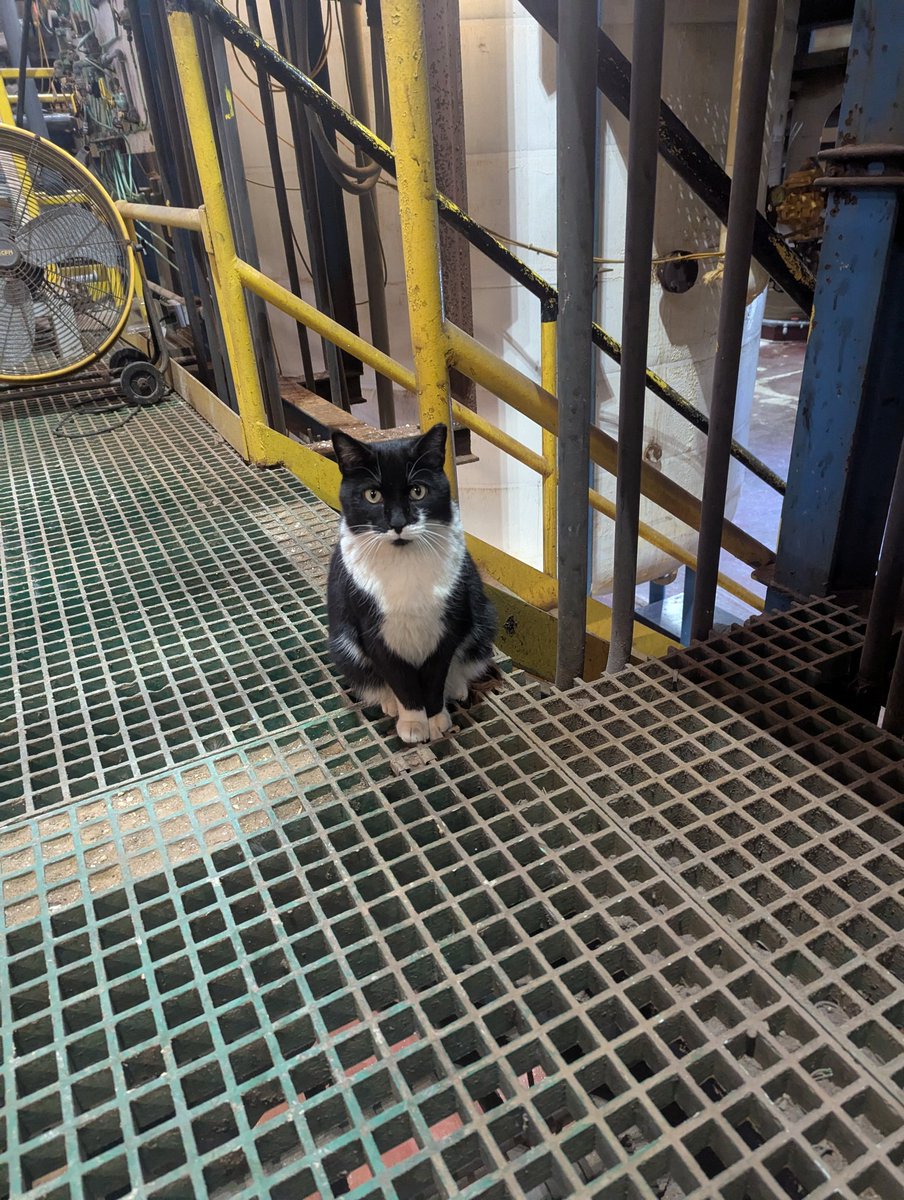 RevMind7527's tweet photo. @feederofcats Awesome! I have my own tuxedo that I spent many months trying to be friends with. She has turned out to be the sweetest buddy I could find. ❤️ https://t.co/cBqaYxkl9h