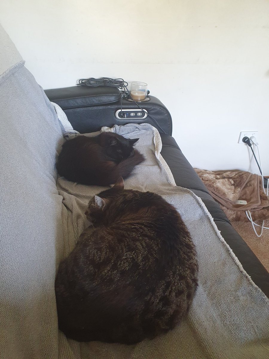 Ours Mama had taken gampa to da hoom vet so we Gracie an Jackson keepin daddy comp a nee on couch. Mayb we gets cofe to
#CatsofTwittter #CatsOfX #GracieJacksonSleepieTims