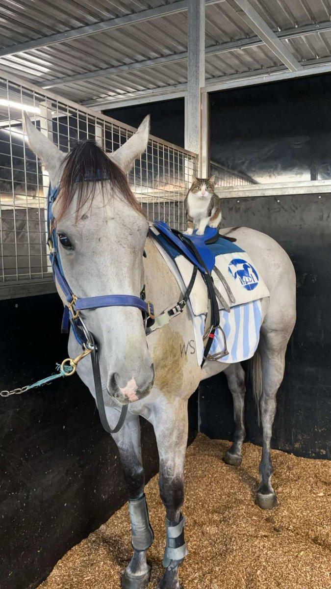 L Nolen replacements