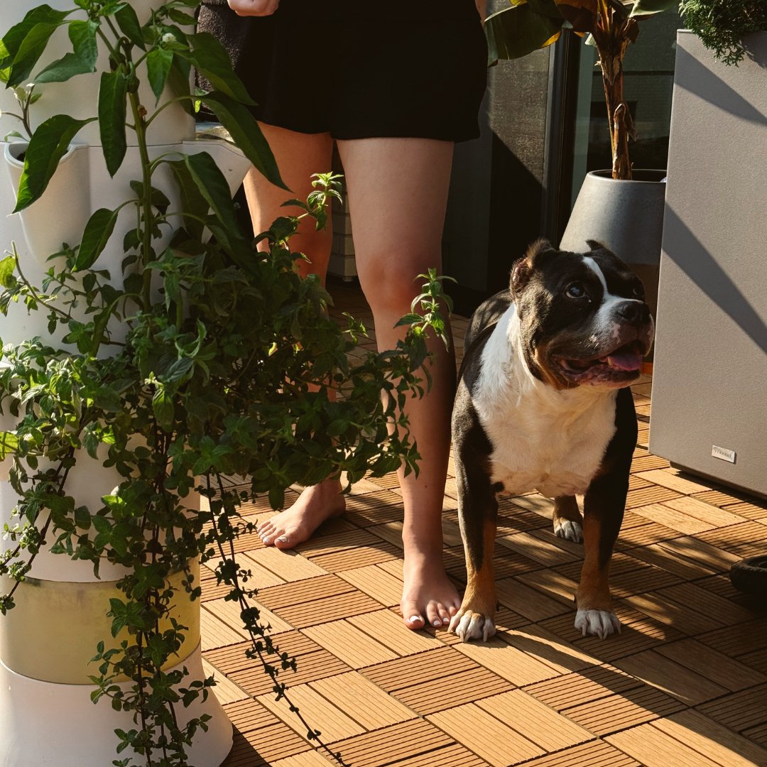 StackandSprout's tweet photo. A fresh harvest and a cute pup, today is a great day! 🌱🐶

#stackandsprout #plants #plantsmakepeoplehappy #plantsmakemehappy https://t.co/7QQAwNnET8
