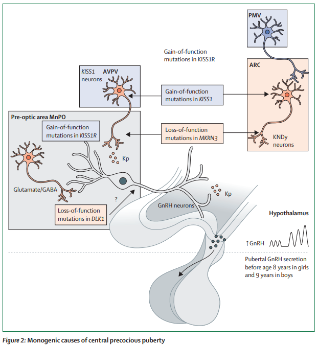 TheLancetEndo's tweet image. The progress in our understanding of the mechanisms controlling puberty is a success story in modern neuroendocrinology thelancet.com/journals/landi…  
#puberty #neuroendocrinology
