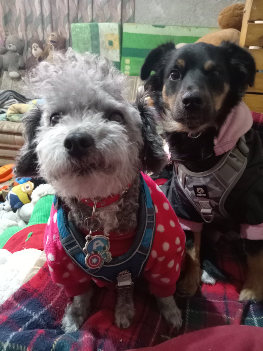 lindo_kiwi's tweet photo. Hola buenos tardes amikos 🤗, hoy tuvimos video llamada con la prima francesa llamada Veía, dos horas de plática larga y tendida con nuestra tía Klerew ❤️ de esas llamadas que son un curita para el alma 🤗  por eso escribimos tan tarde jeje. Que tengan un gran día todos. https://t.co/CwZg9sKvsh